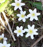 Natuur